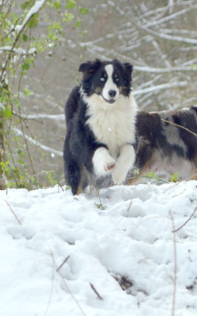 Sky cobalt (dit mox) Des Highlands Du Sud