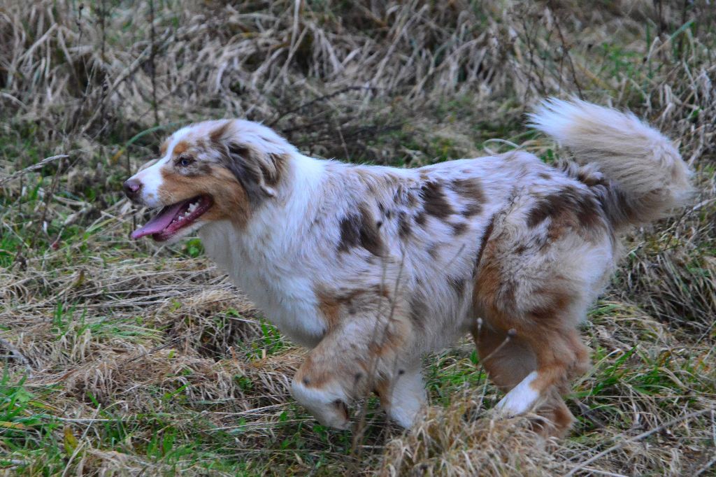 Rock star erika (dite roxy) des monts de la gaya scienza