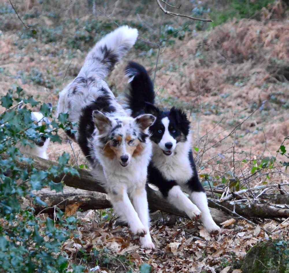 Sky cobalt (dit mox) Des Highlands Du Sud