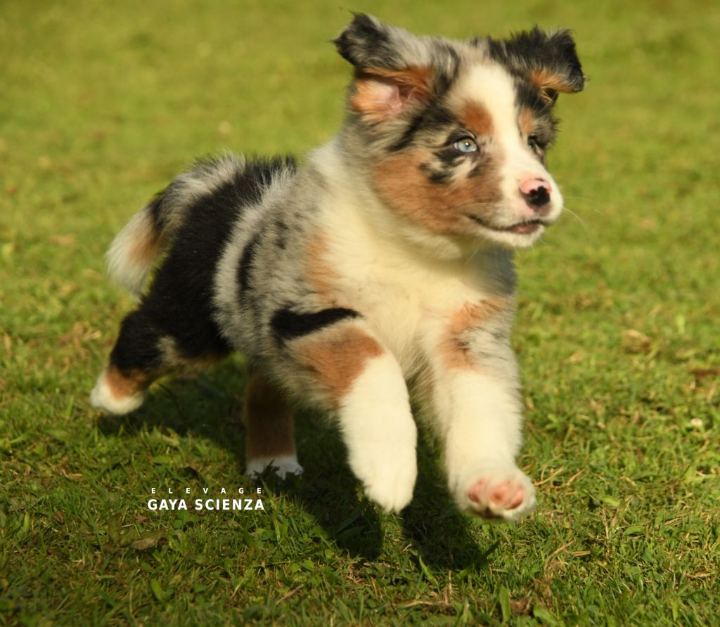 chiot Berger Australien des monts de la gaya scienza