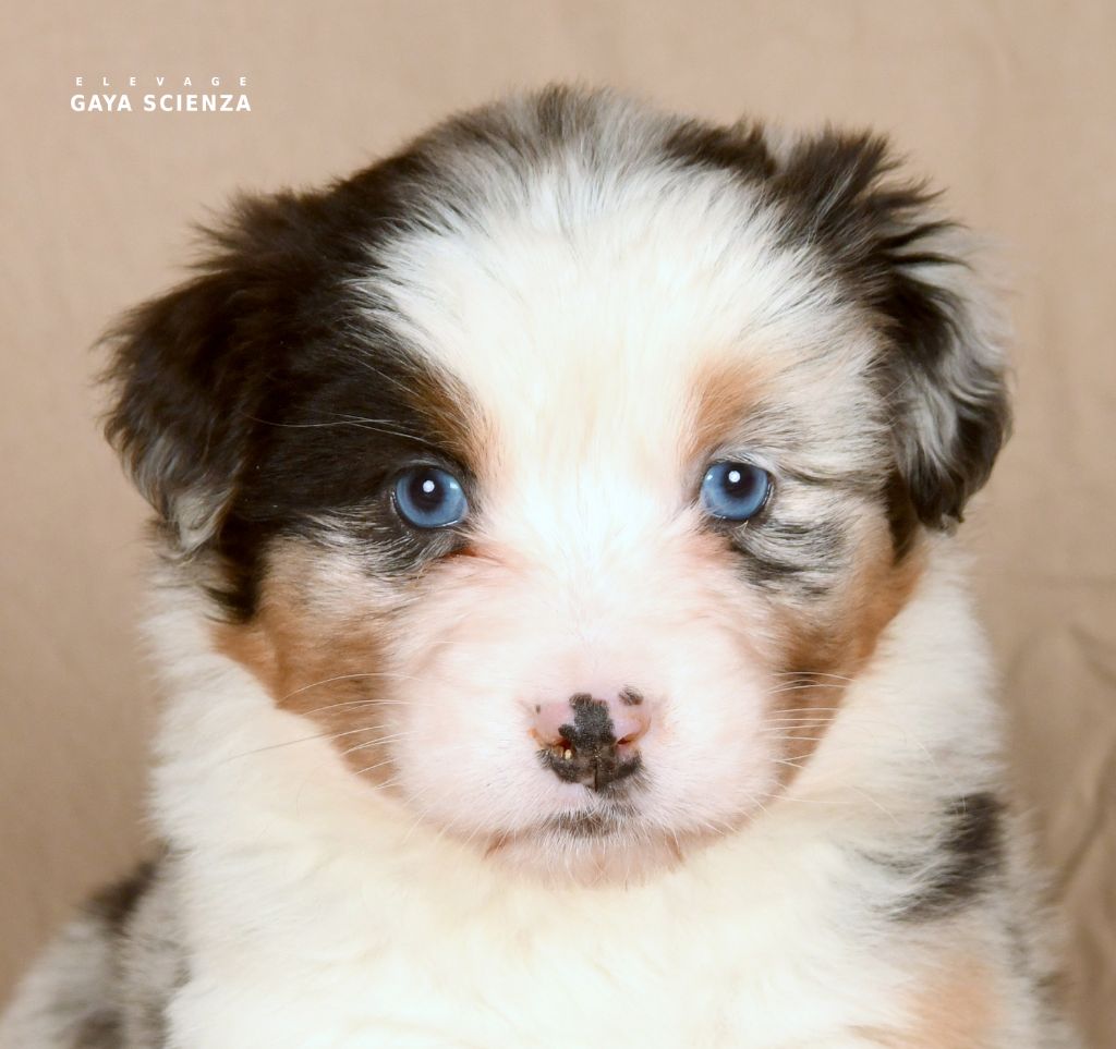 chiot Berger Australien des monts de la gaya scienza