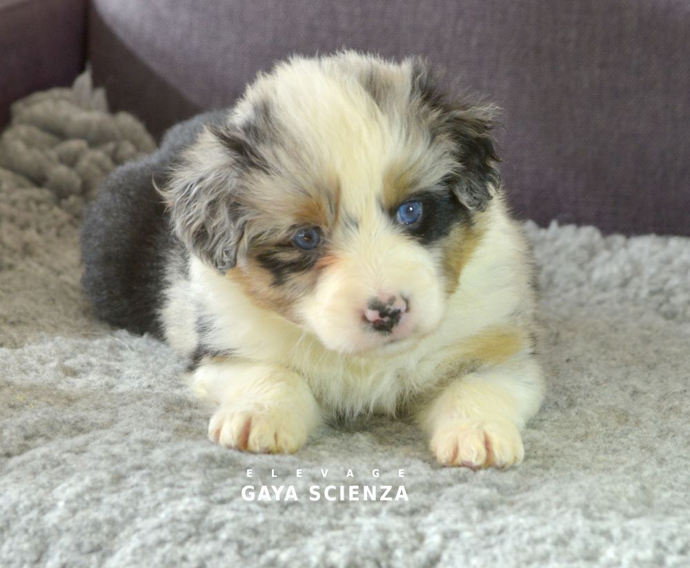 chiot Berger Australien des monts de la gaya scienza