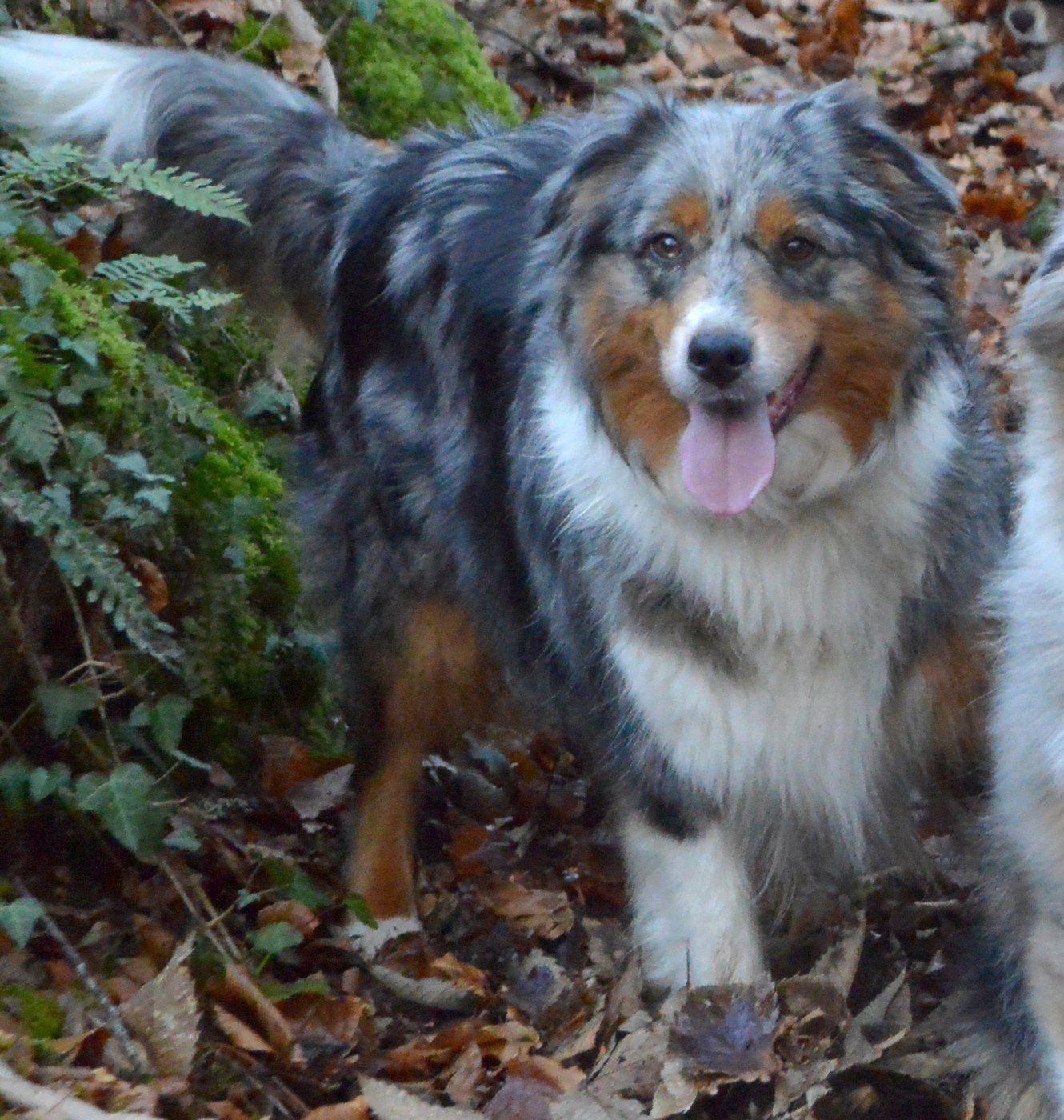 Selenium (dite Samba) des monts de la gaya scienza