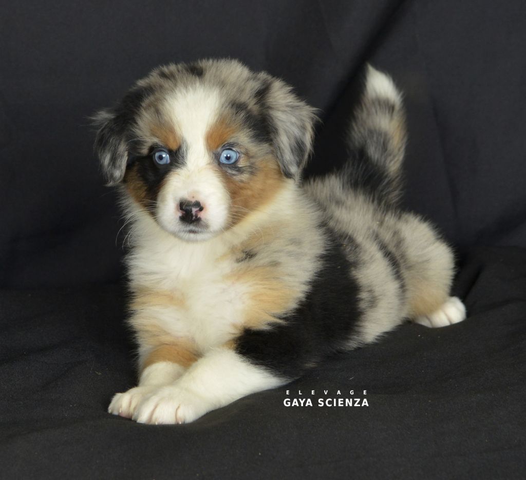 des monts de la gaya scienza - Chiots disponibles - Berger Australien