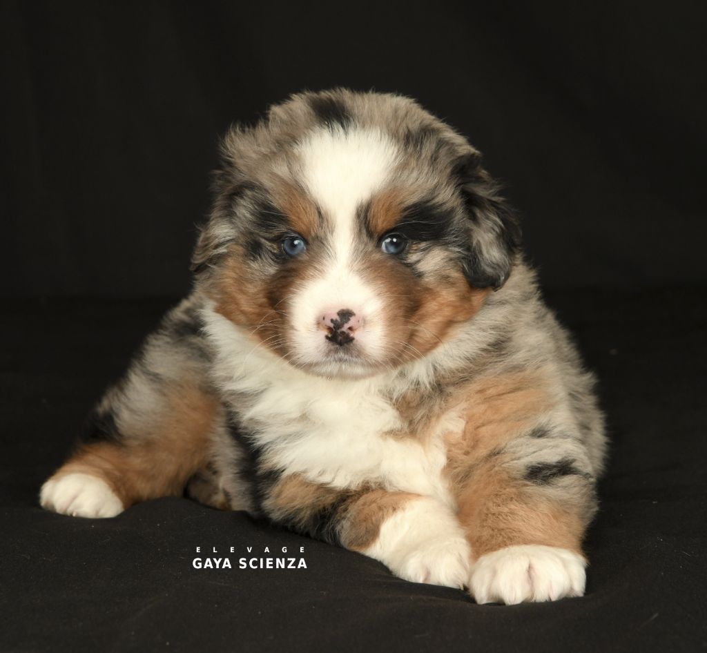 des monts de la gaya scienza - Chiots disponibles - Berger Australien