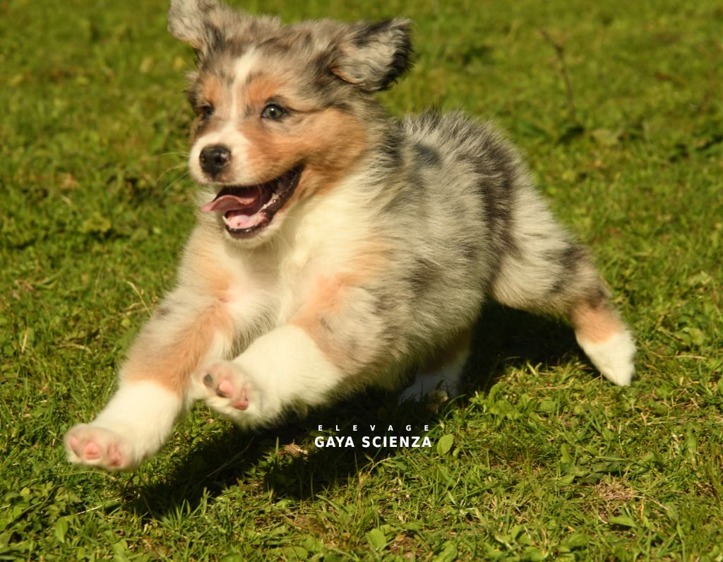 des monts de la gaya scienza - Berger Australien - Portée née le 16/05/2024