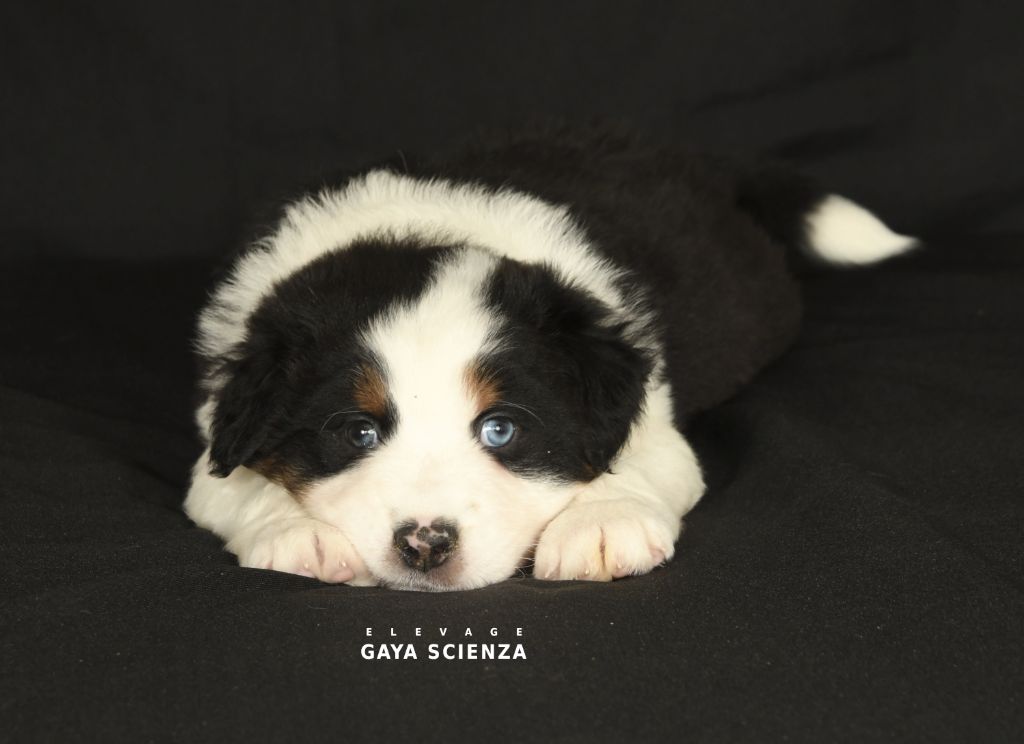 des monts de la gaya scienza - Chiots disponibles - Berger Australien