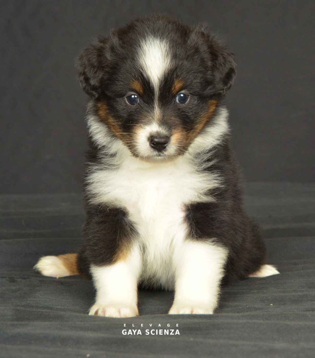 des monts de la gaya scienza - Berger Australien - Portée née le 25/11/2025