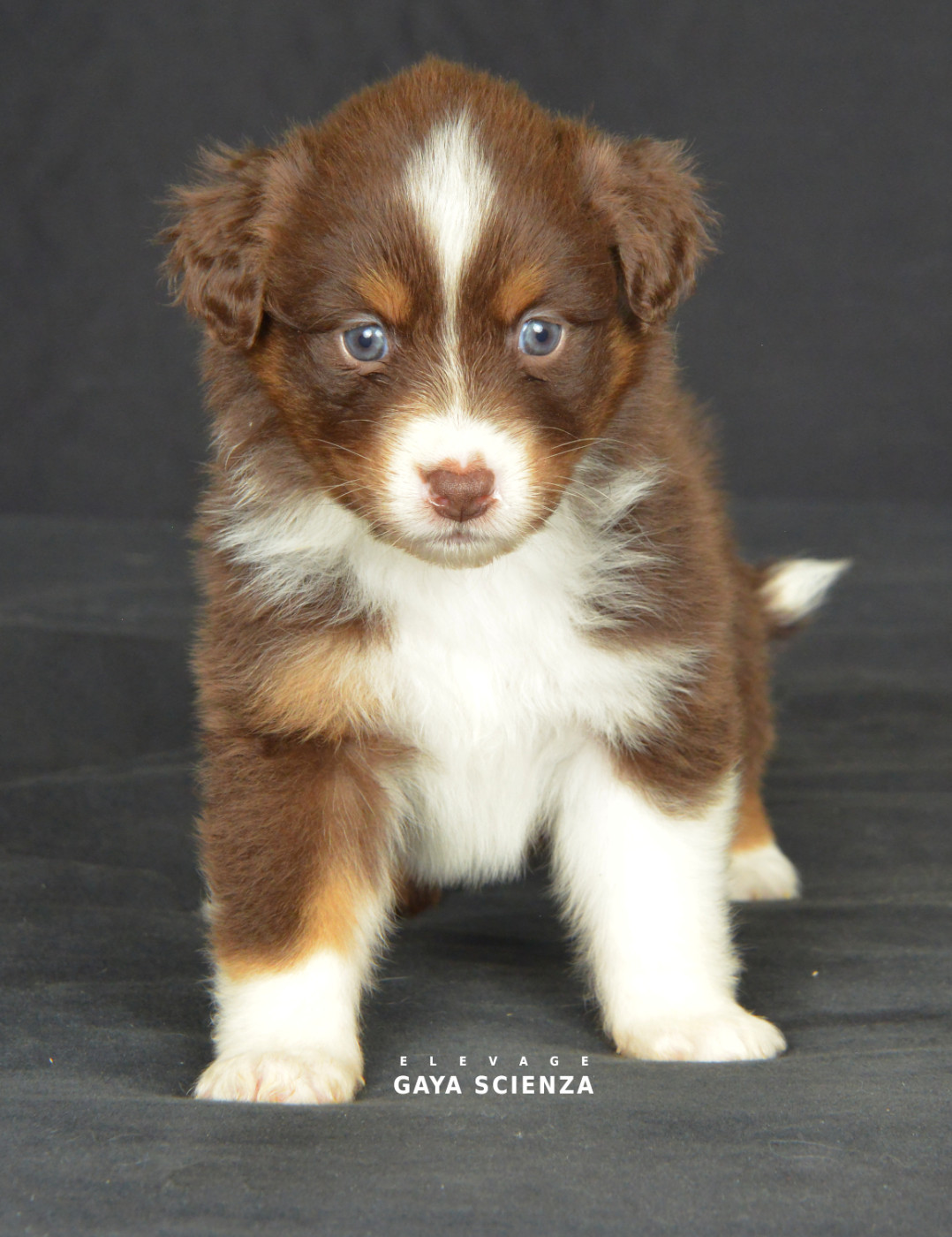 des monts de la gaya scienza - Chiots disponibles - Berger Australien