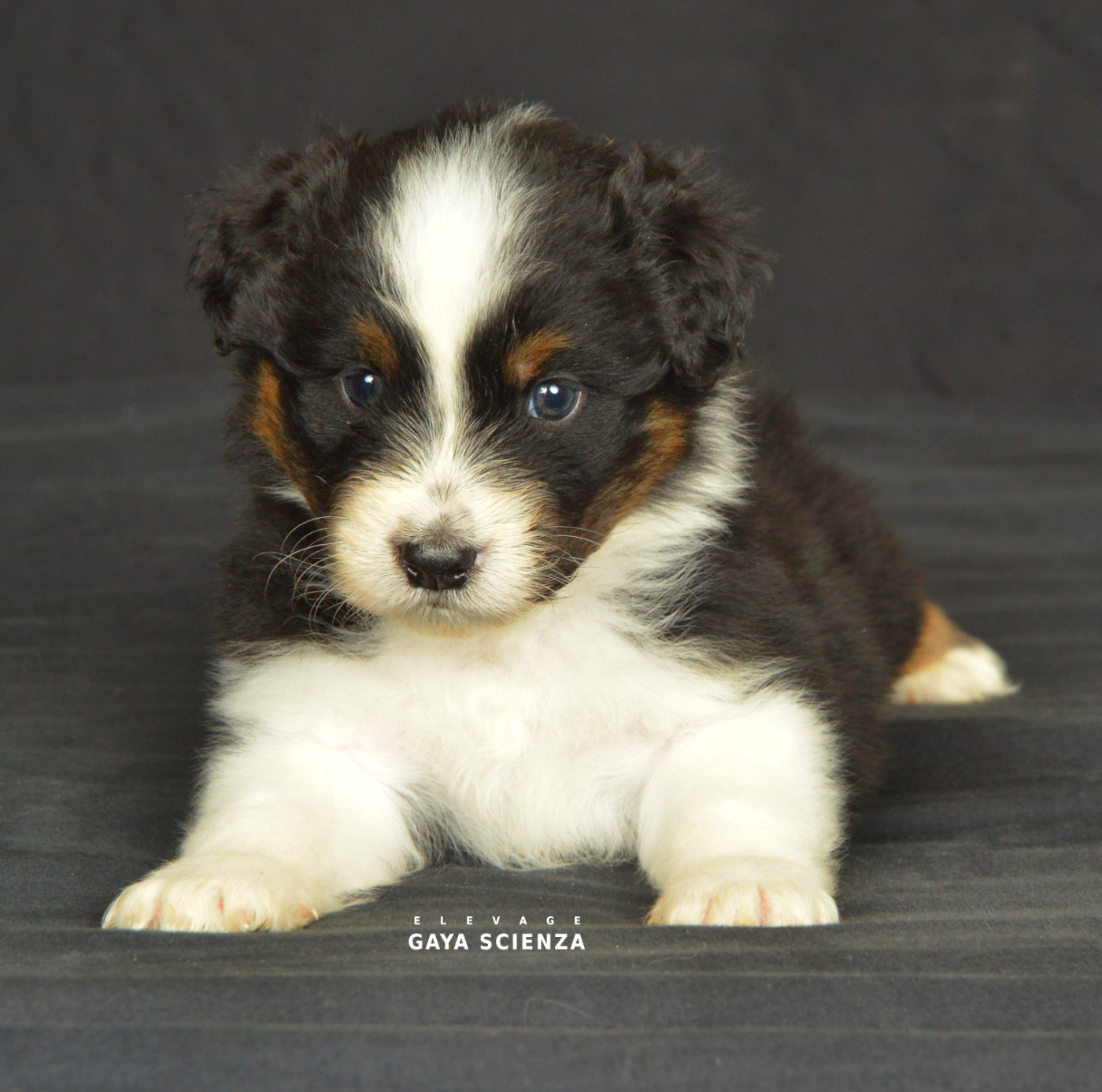 des monts de la gaya scienza - Chiots disponibles - Berger Australien