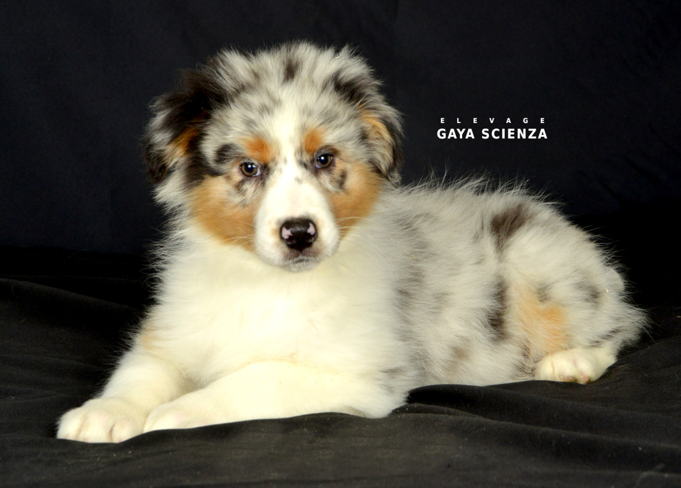 des monts de la gaya scienza - Chiots disponibles - Berger Australien