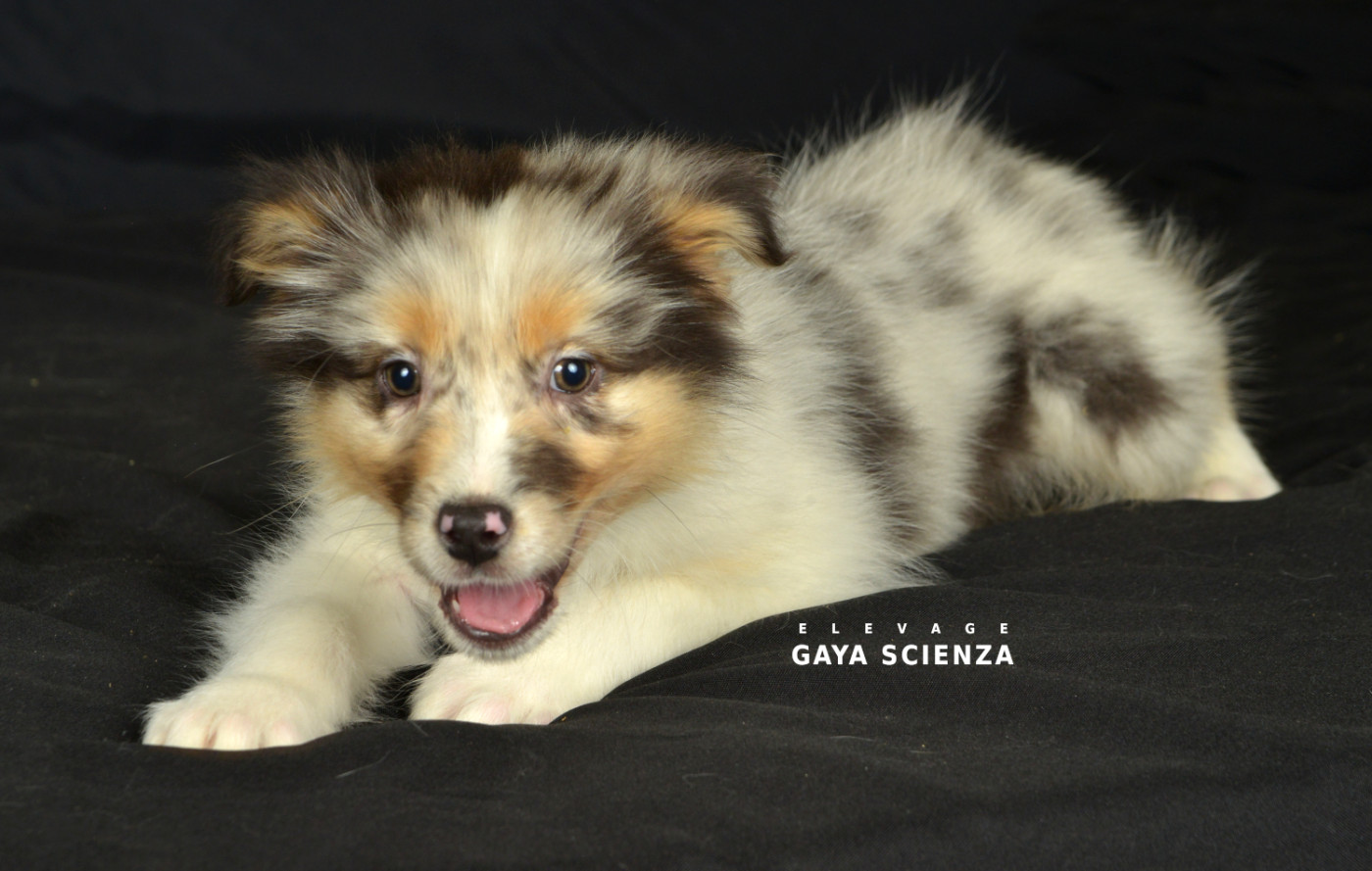 des monts de la gaya scienza - Chiots disponibles - Berger Australien