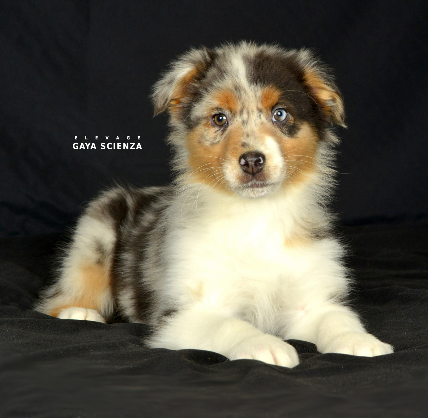 des monts de la gaya scienza - Chiots disponibles - Berger Australien