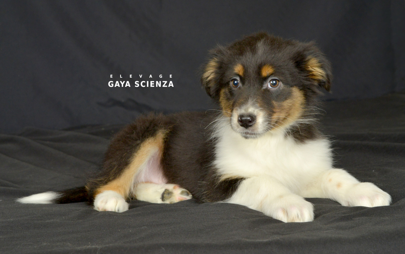 des monts de la gaya scienza - Chiots disponibles - Berger Australien