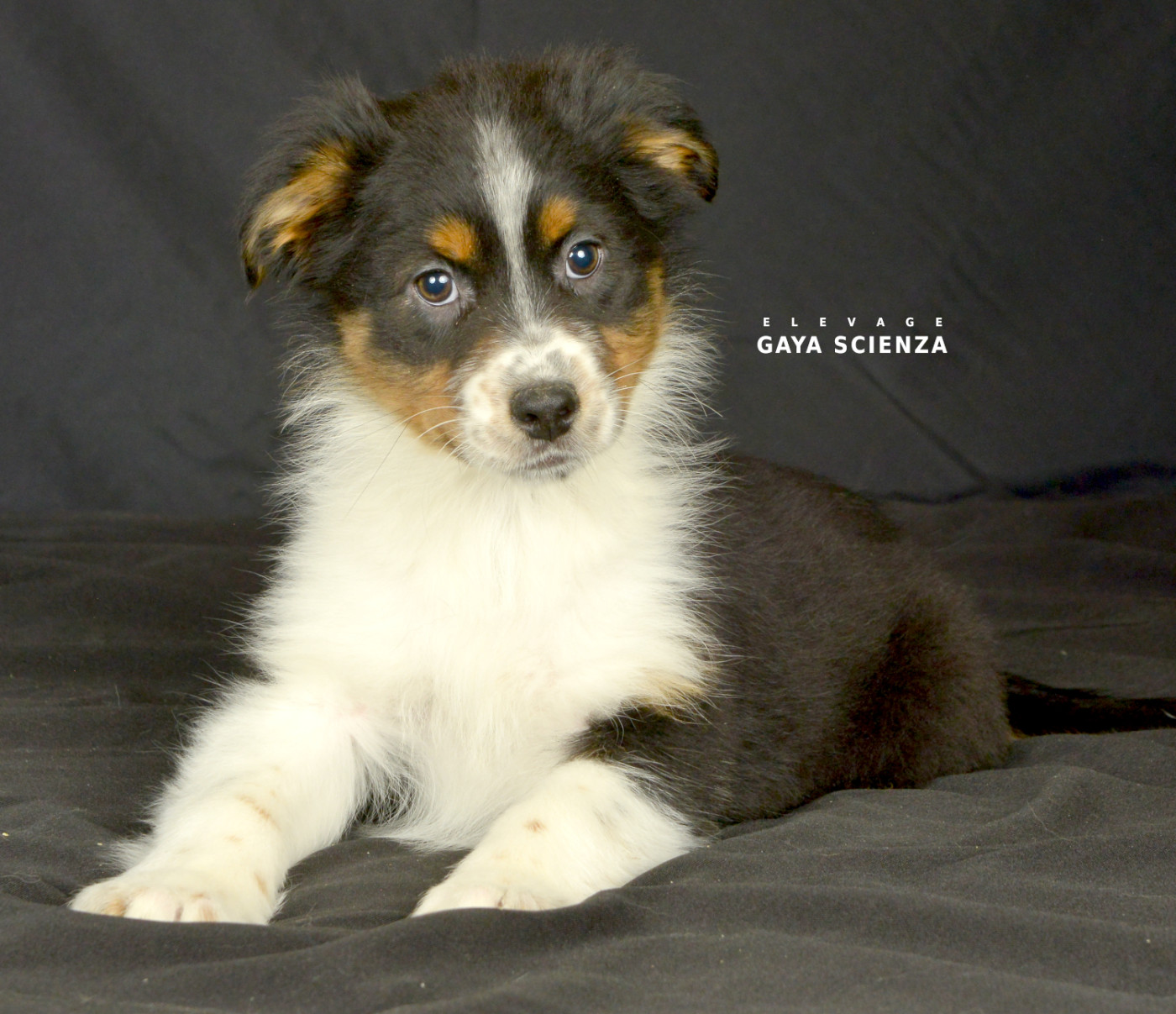 des monts de la gaya scienza - Chiots disponibles - Berger Australien