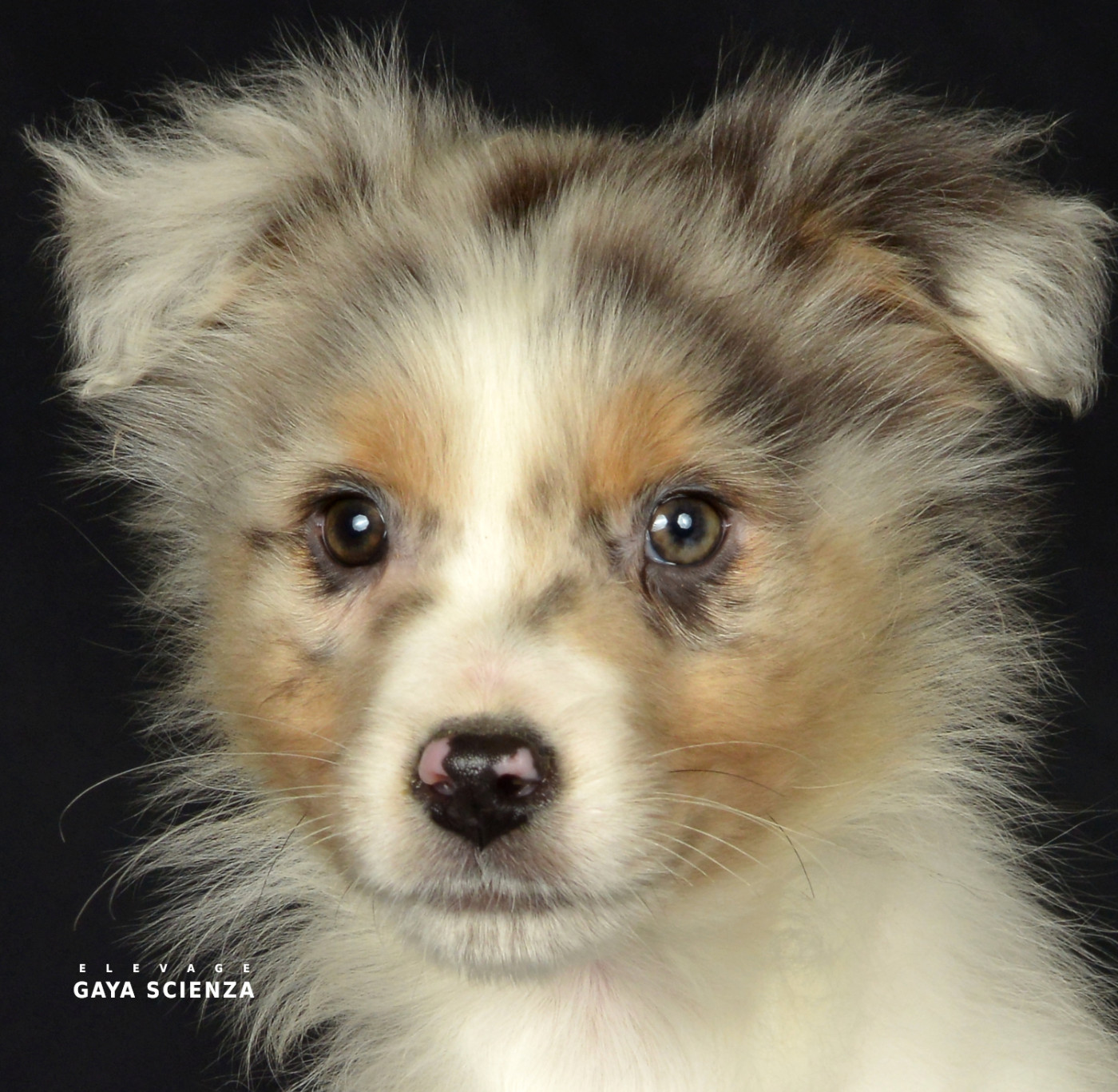 des monts de la gaya scienza - Chiots disponibles - Berger Australien