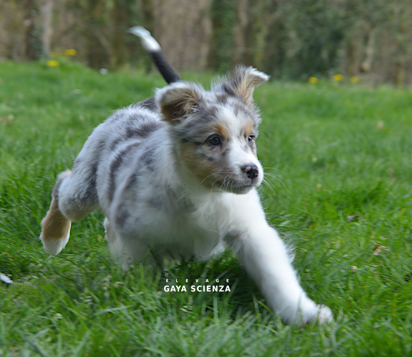 des monts de la gaya scienza - Chiots disponibles - Berger Australien