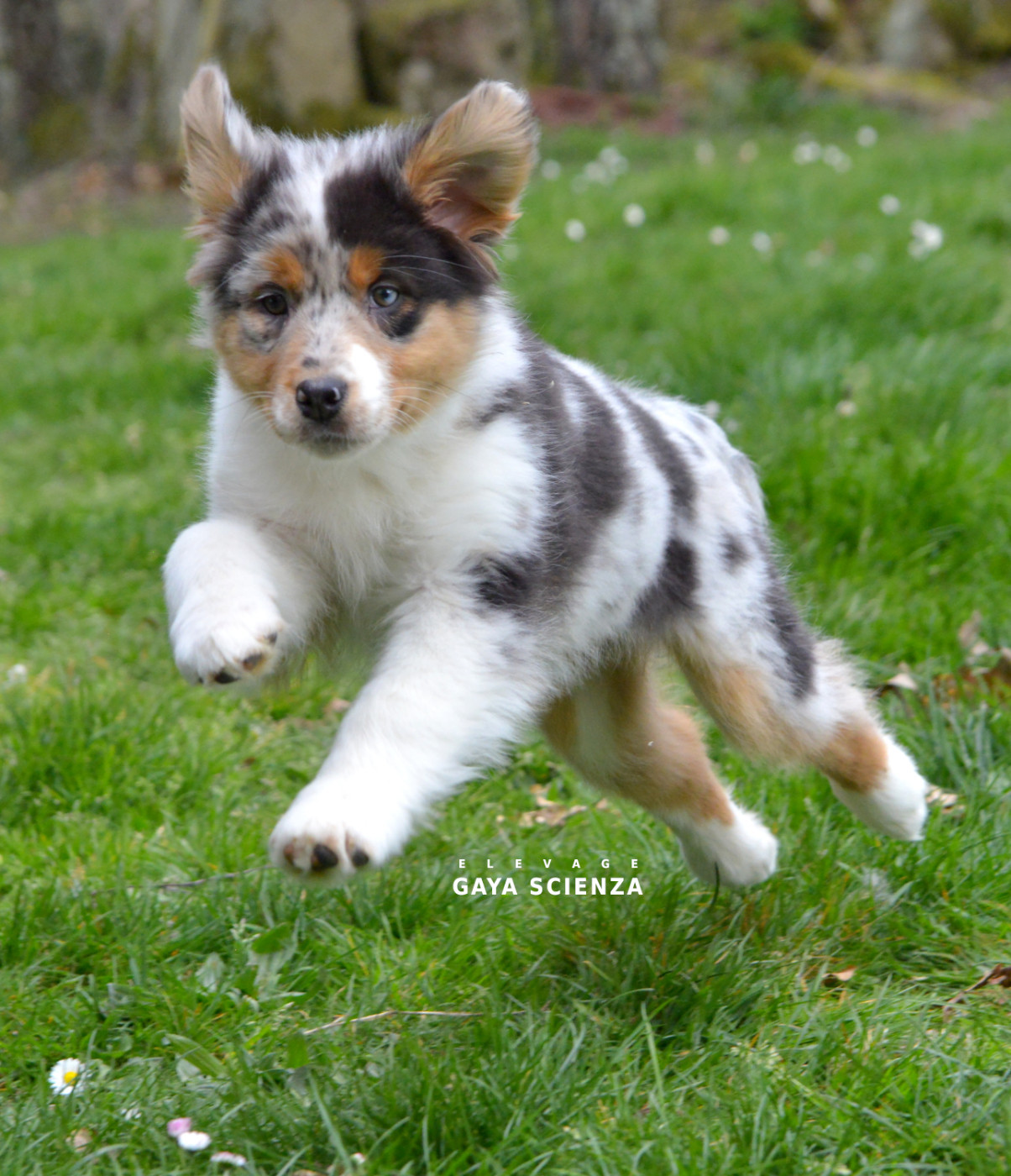 des monts de la gaya scienza - Chiots disponibles - Berger Australien