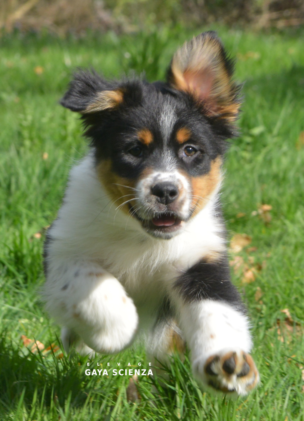 des monts de la gaya scienza - Chiots disponibles - Berger Australien