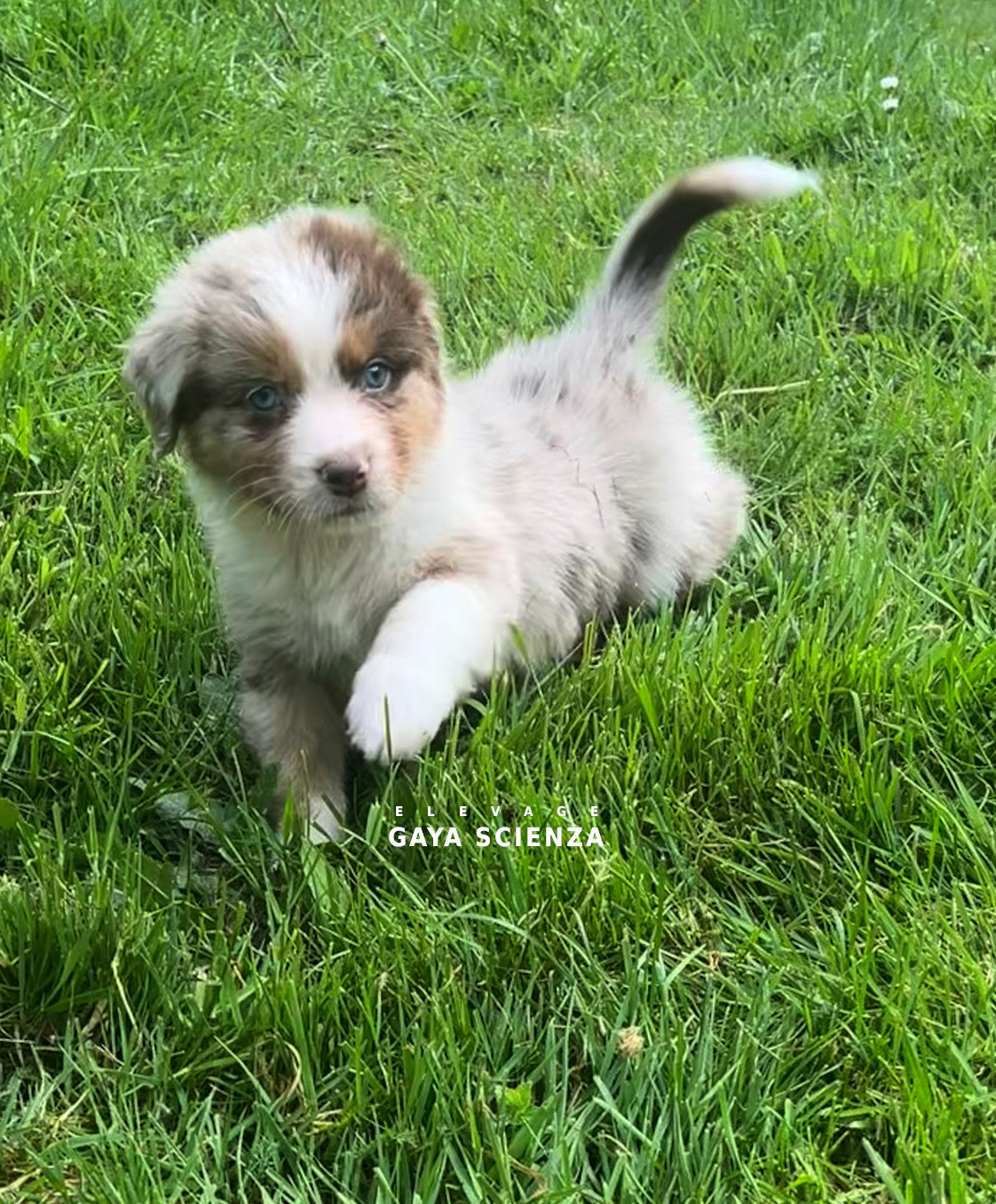 des monts de la gaya scienza - Chiots disponibles - Berger Australien