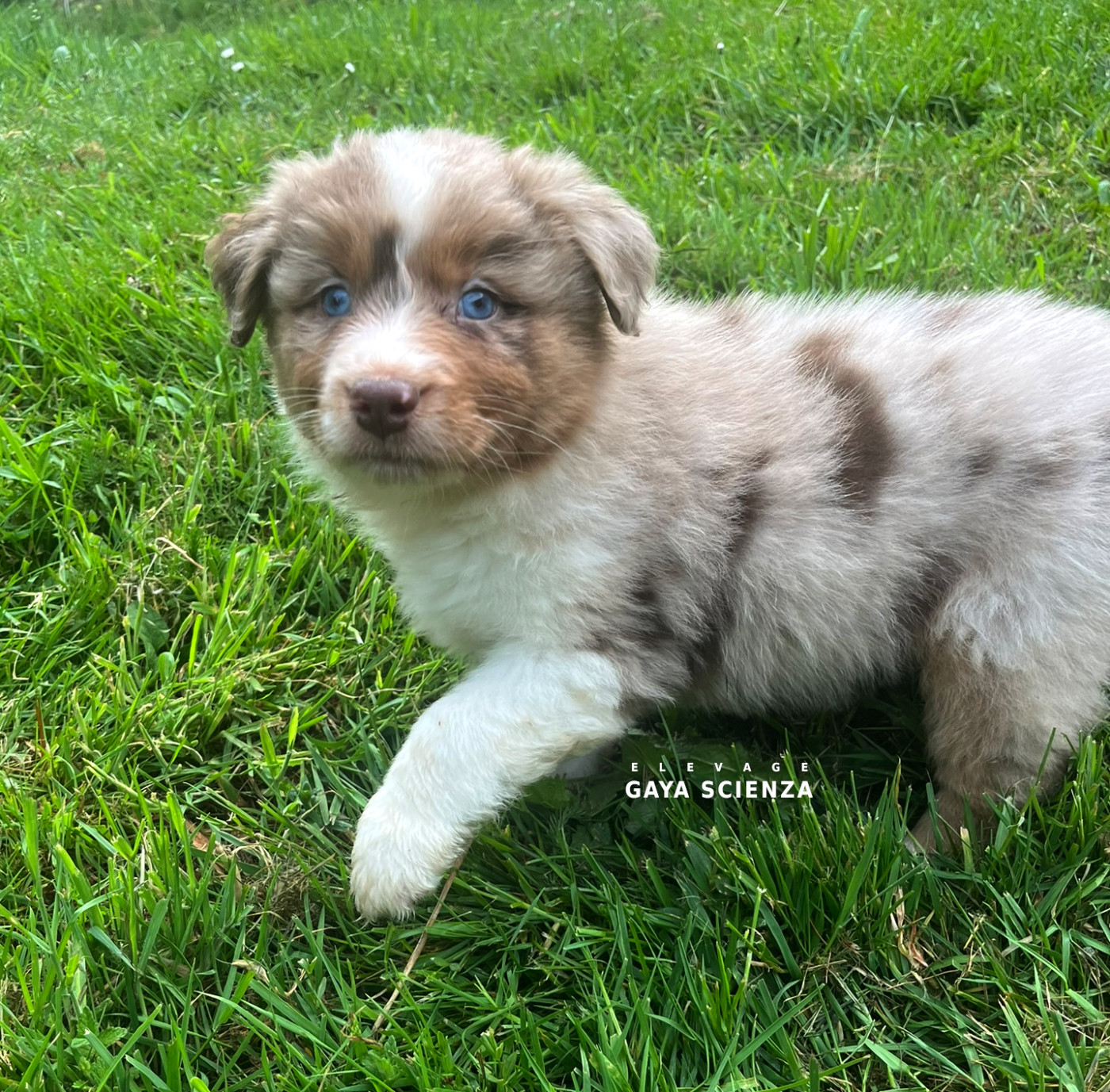 des monts de la gaya scienza - Chiots disponibles - Berger Australien