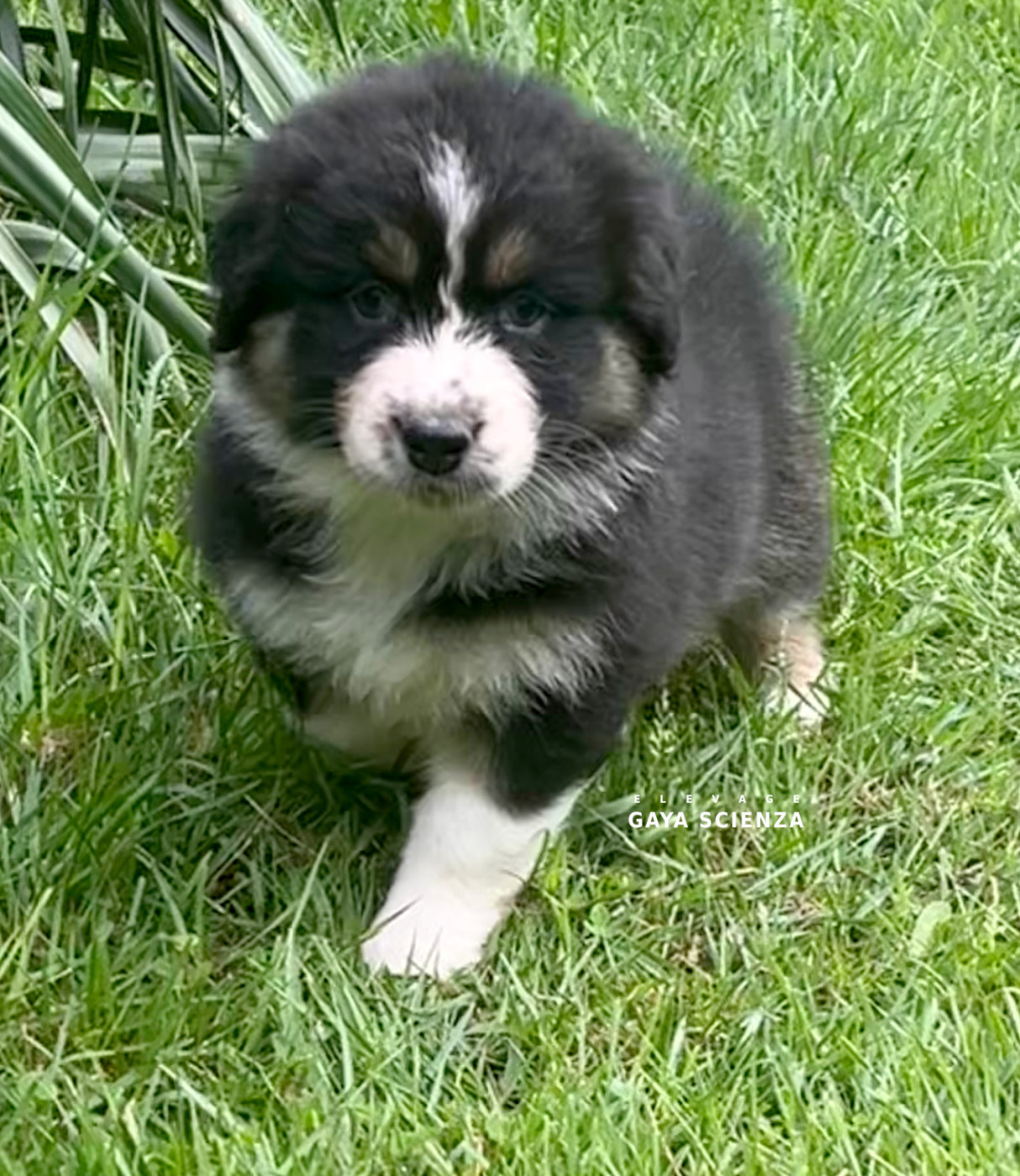 des monts de la gaya scienza - Chiots disponibles - Berger Australien