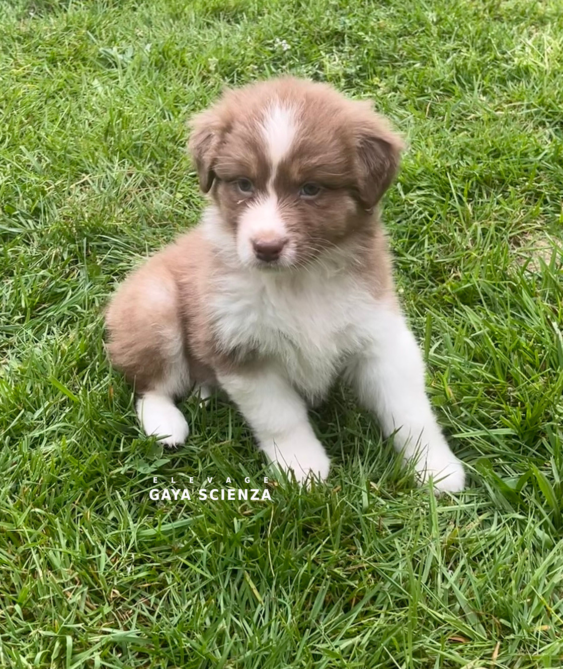 des monts de la gaya scienza - Chiots disponibles - Berger Australien