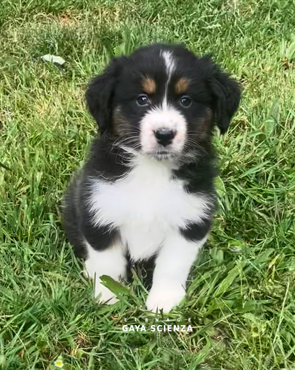 des monts de la gaya scienza - Chiots disponibles - Berger Australien