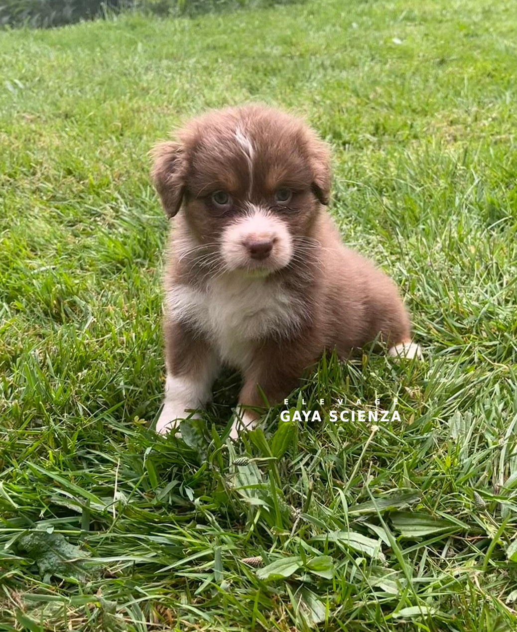 des monts de la gaya scienza - Chiots disponibles - Berger Australien