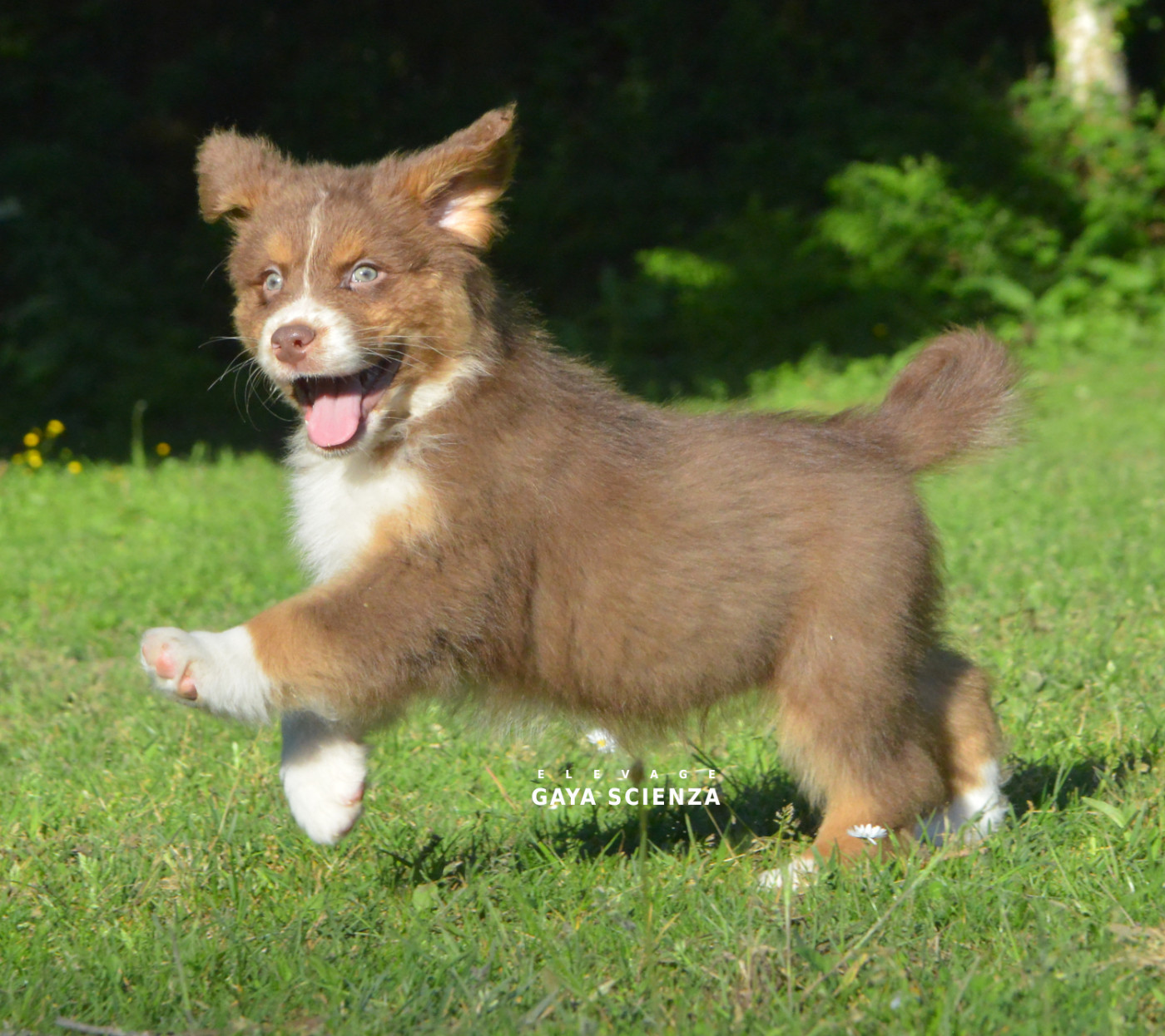 des monts de la gaya scienza - Chiots disponibles - Berger Australien