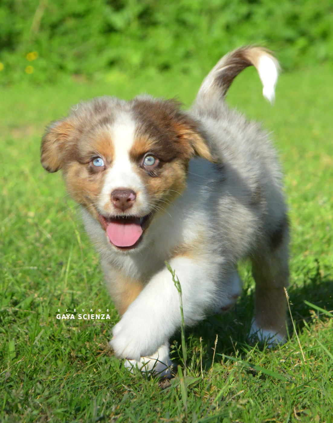 des monts de la gaya scienza - Chiots disponibles - Berger Australien