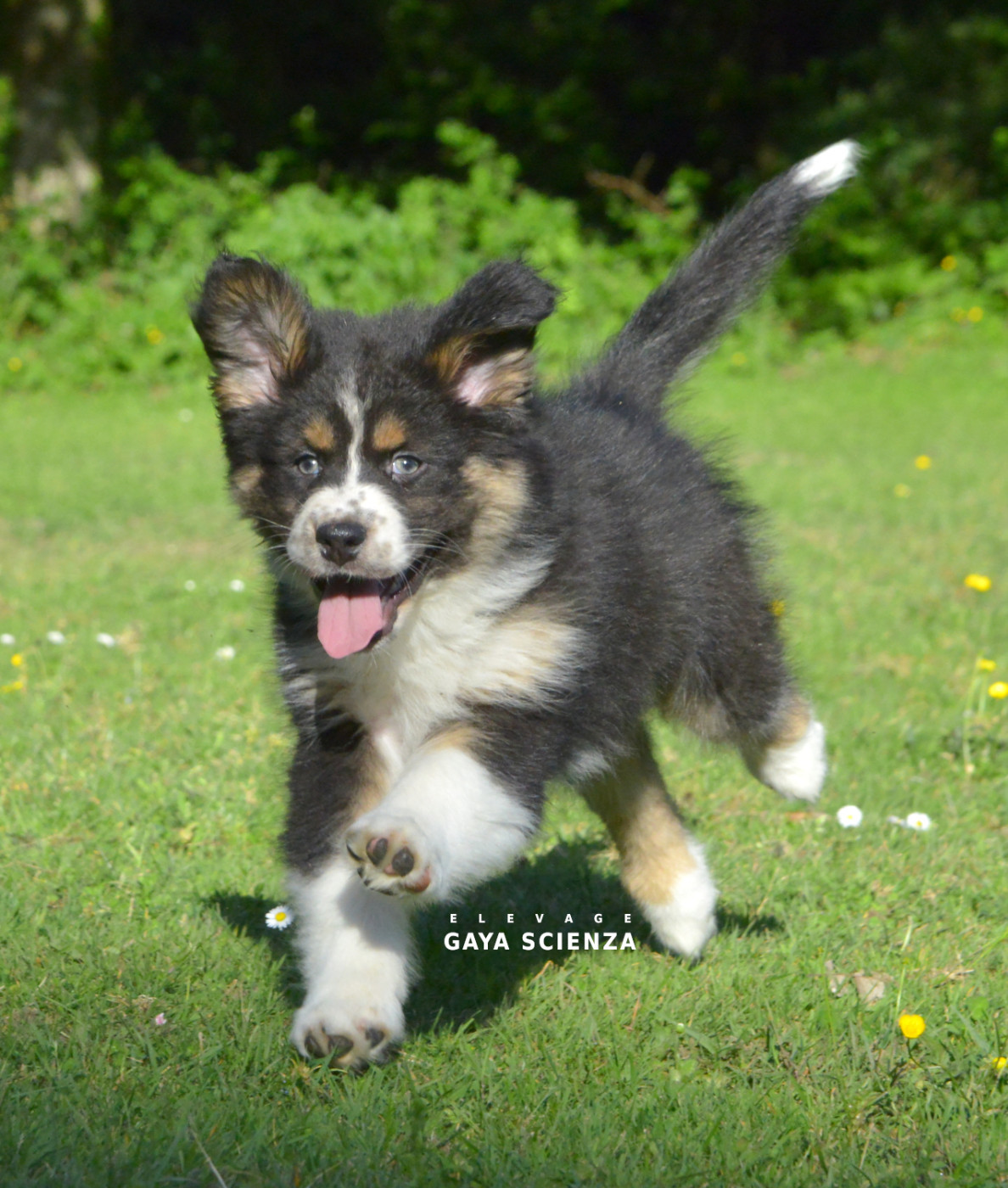 des monts de la gaya scienza - Chiots disponibles - Berger Australien