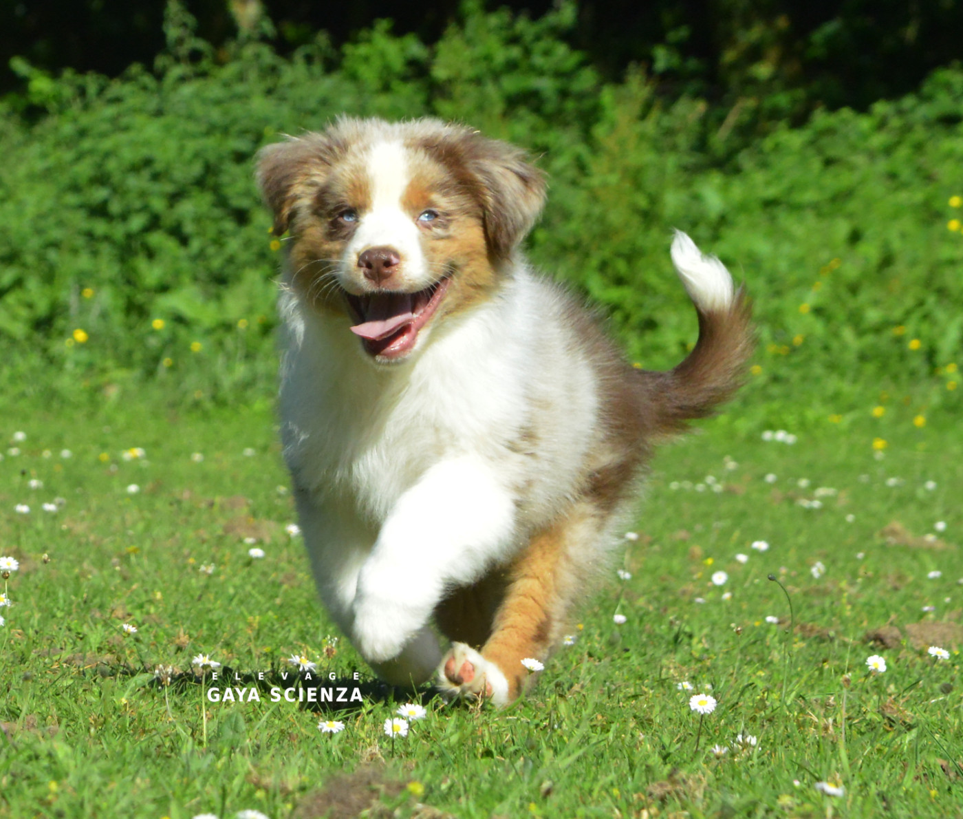 des monts de la gaya scienza - Chiots disponibles - Berger Australien