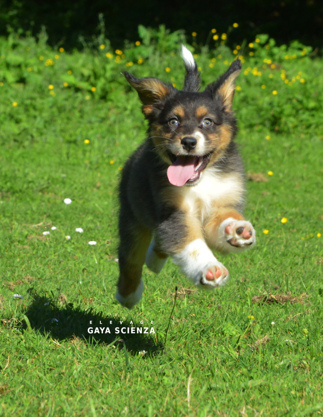 des monts de la gaya scienza - Chiots disponibles - Berger Australien