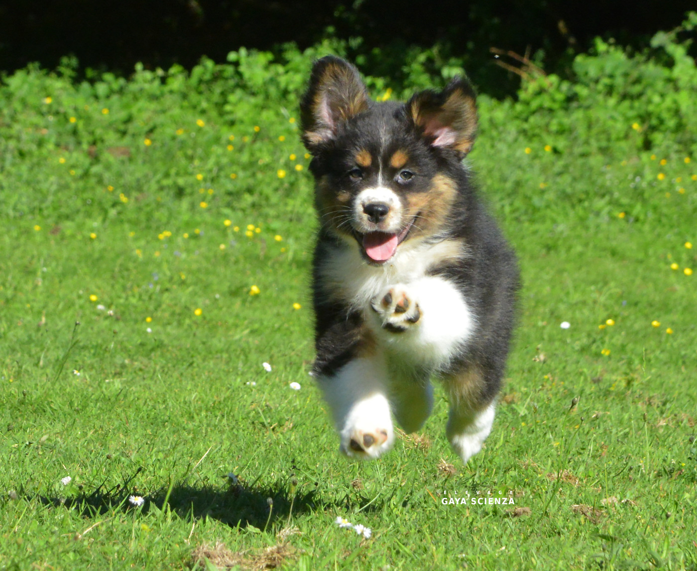 des monts de la gaya scienza - Chiots disponibles - Berger Australien