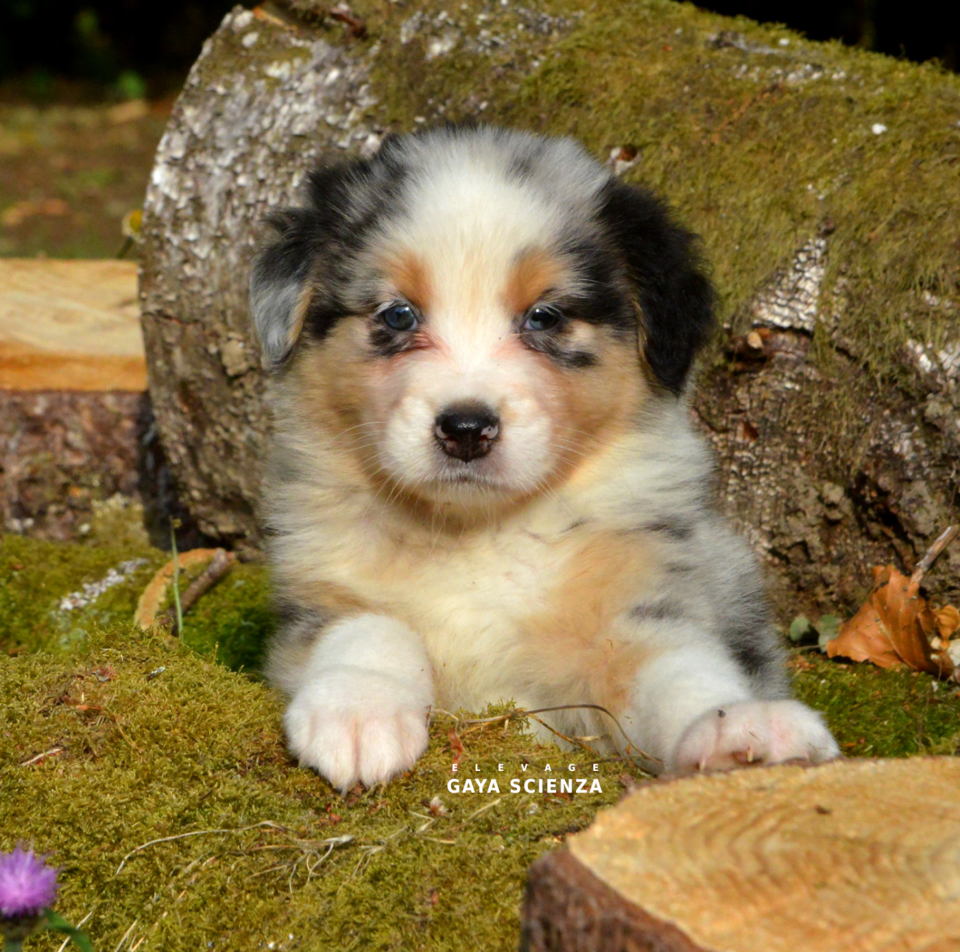 des monts de la gaya scienza - Chiots disponibles - Berger Australien
