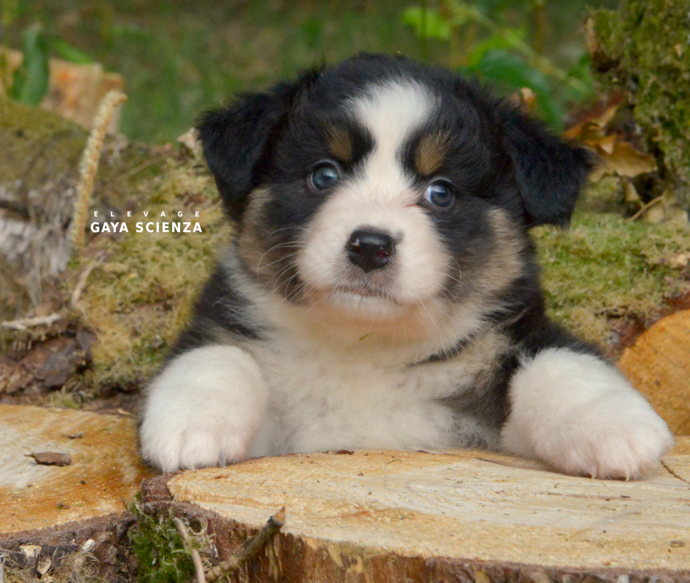 des monts de la gaya scienza - Chiots disponibles - Berger Australien