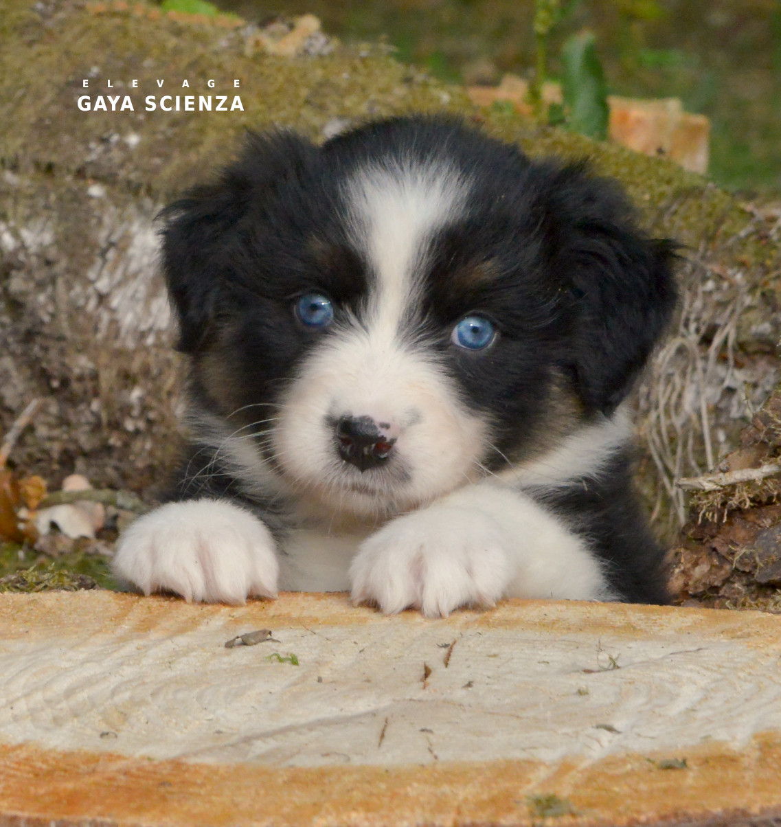 des monts de la gaya scienza - Chiots disponibles - Berger Australien