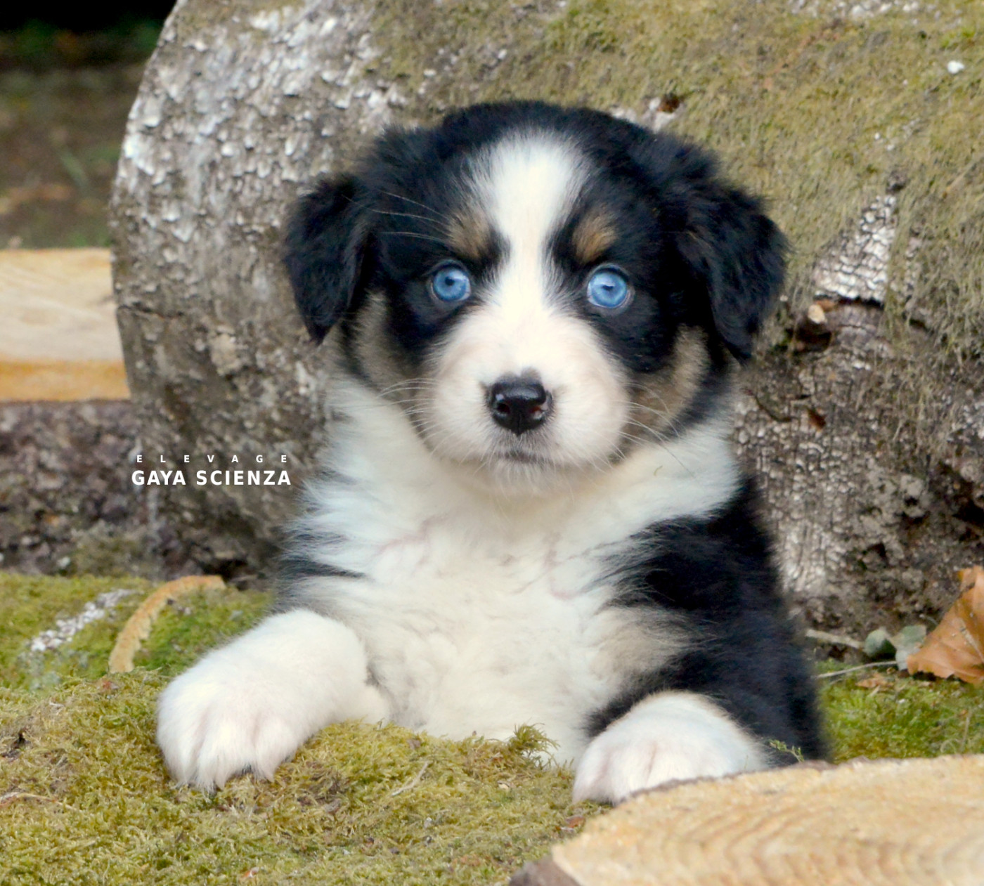 des monts de la gaya scienza - Chiots disponibles - Berger Australien