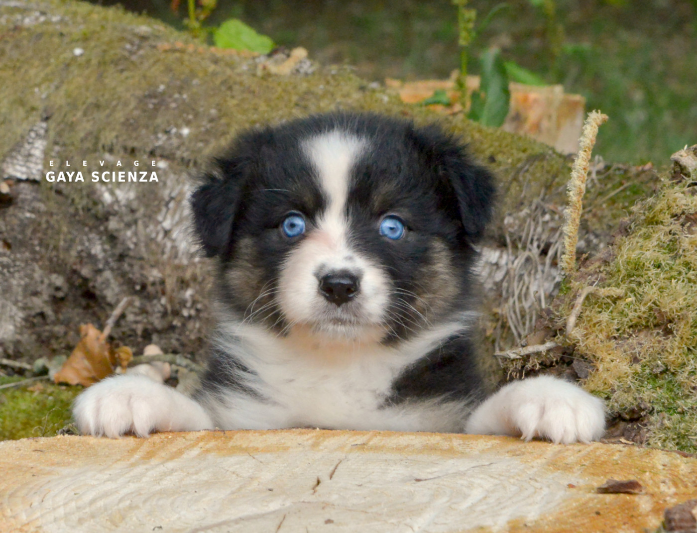 des monts de la gaya scienza - Chiots disponibles - Berger Australien