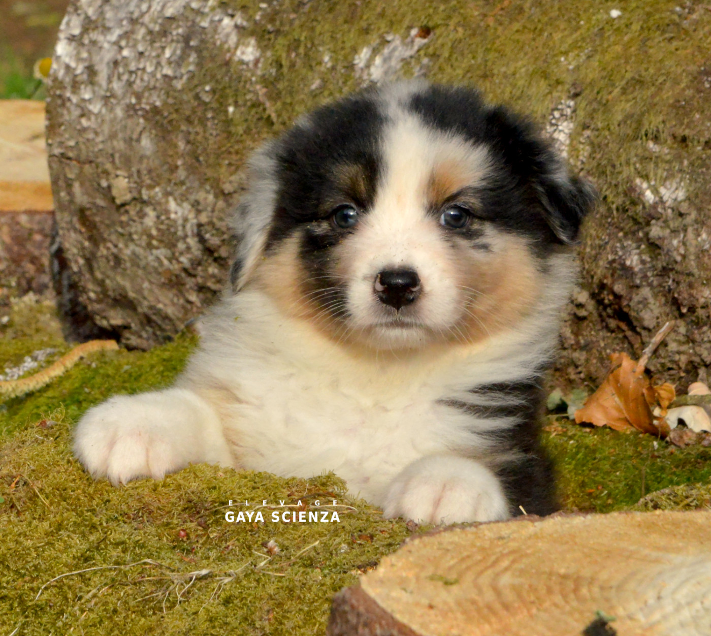 des monts de la gaya scienza - Chiots disponibles - Berger Australien