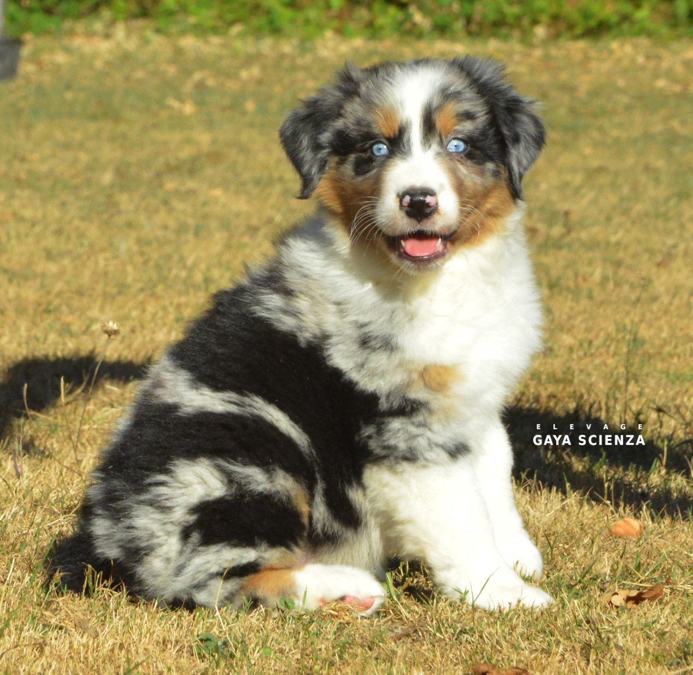 des monts de la gaya scienza - Chiots disponibles - Berger Australien
