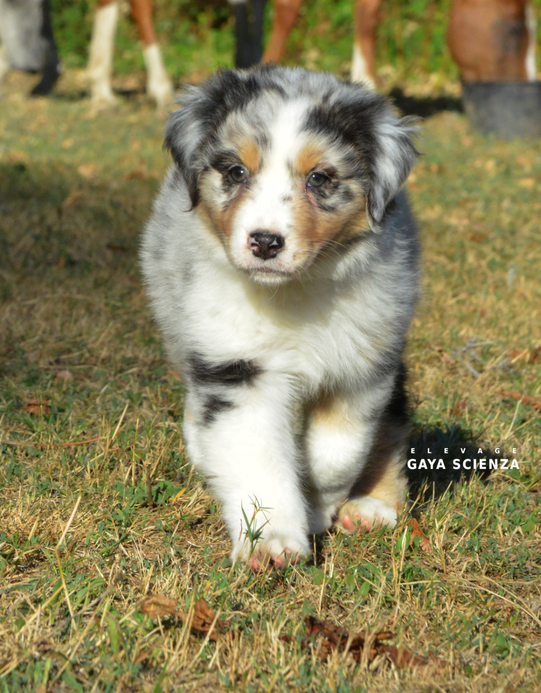 des monts de la gaya scienza - Chiots disponibles - Berger Australien