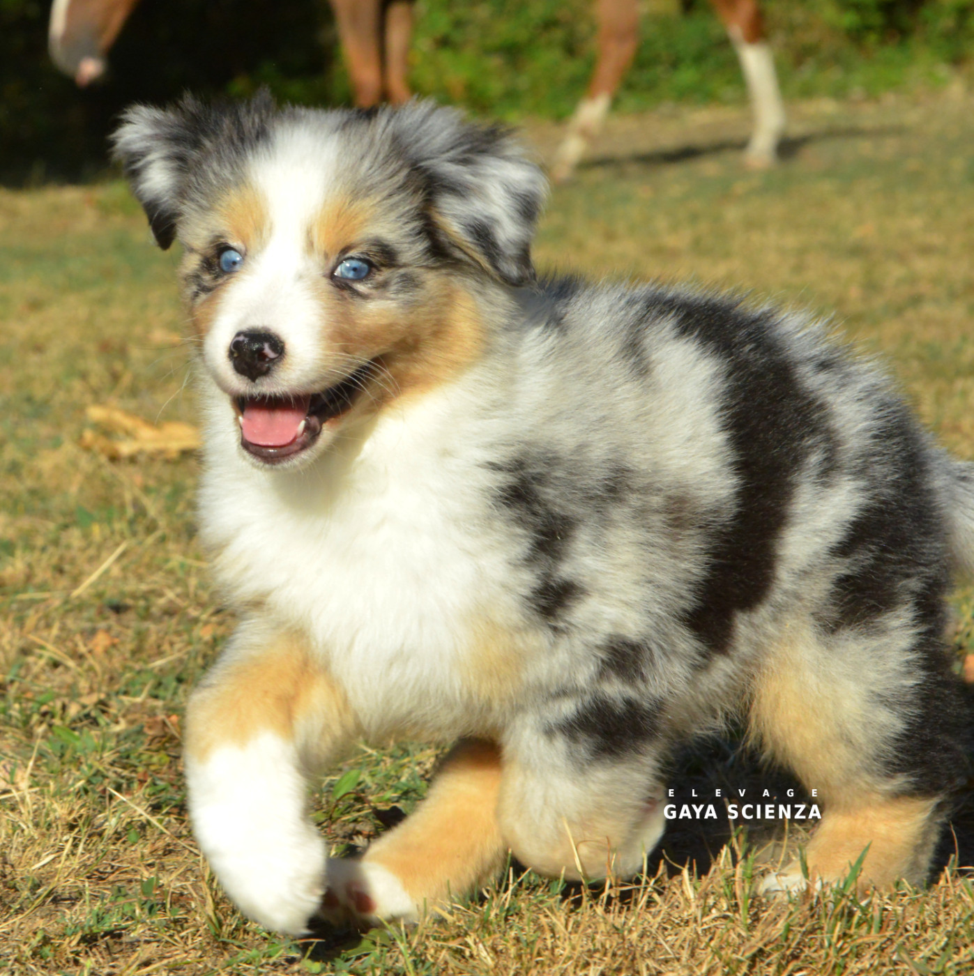 des monts de la gaya scienza - Chiots disponibles - Berger Australien