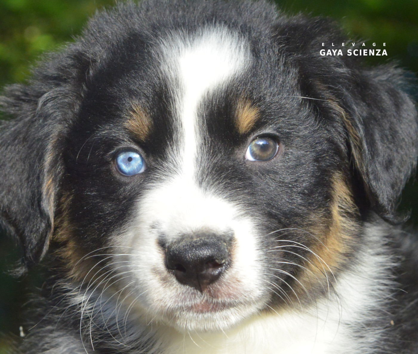 des monts de la gaya scienza - Chiots disponibles - Berger Australien