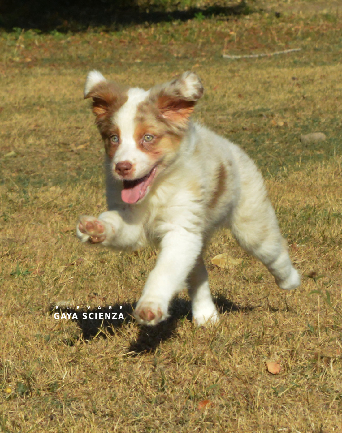 des monts de la gaya scienza - Chiots disponibles - Berger Australien