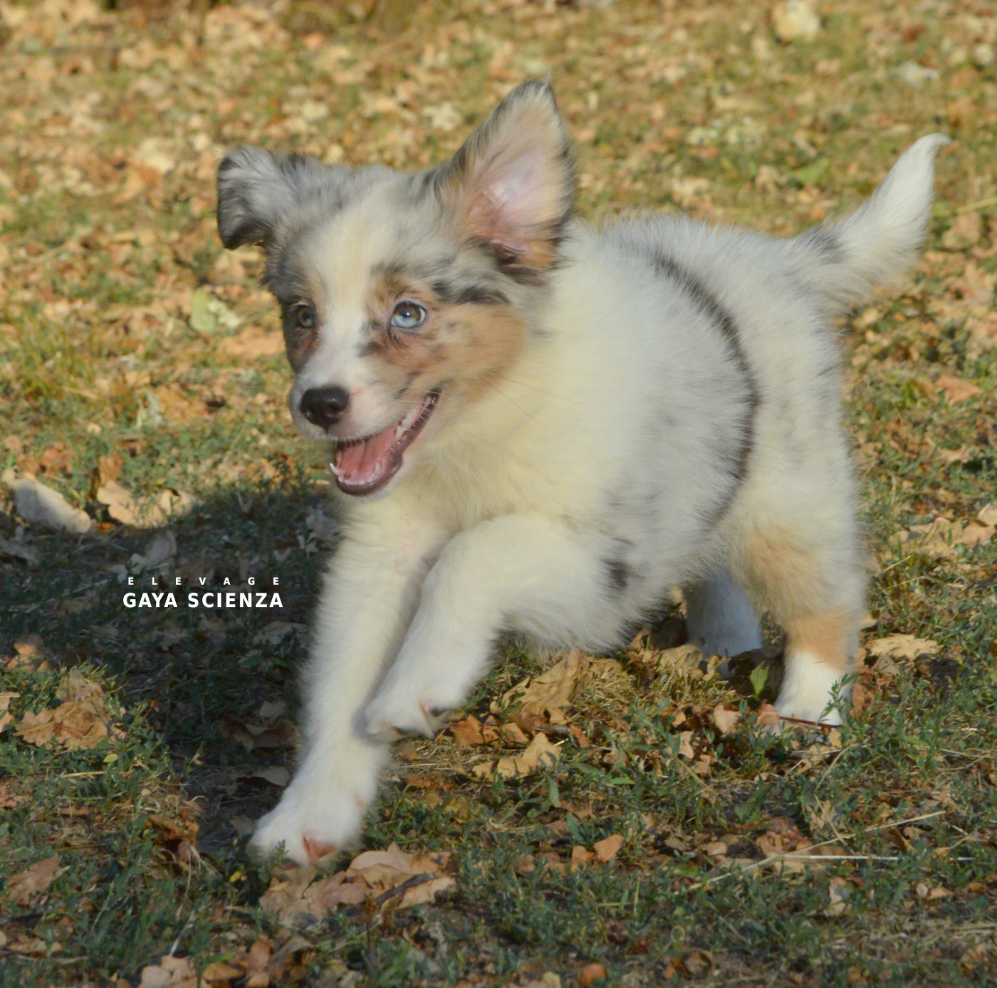 des monts de la gaya scienza - Chiots disponibles - Berger Australien