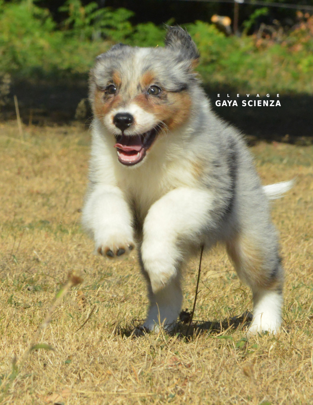 des monts de la gaya scienza - Chiots disponibles - Berger Australien