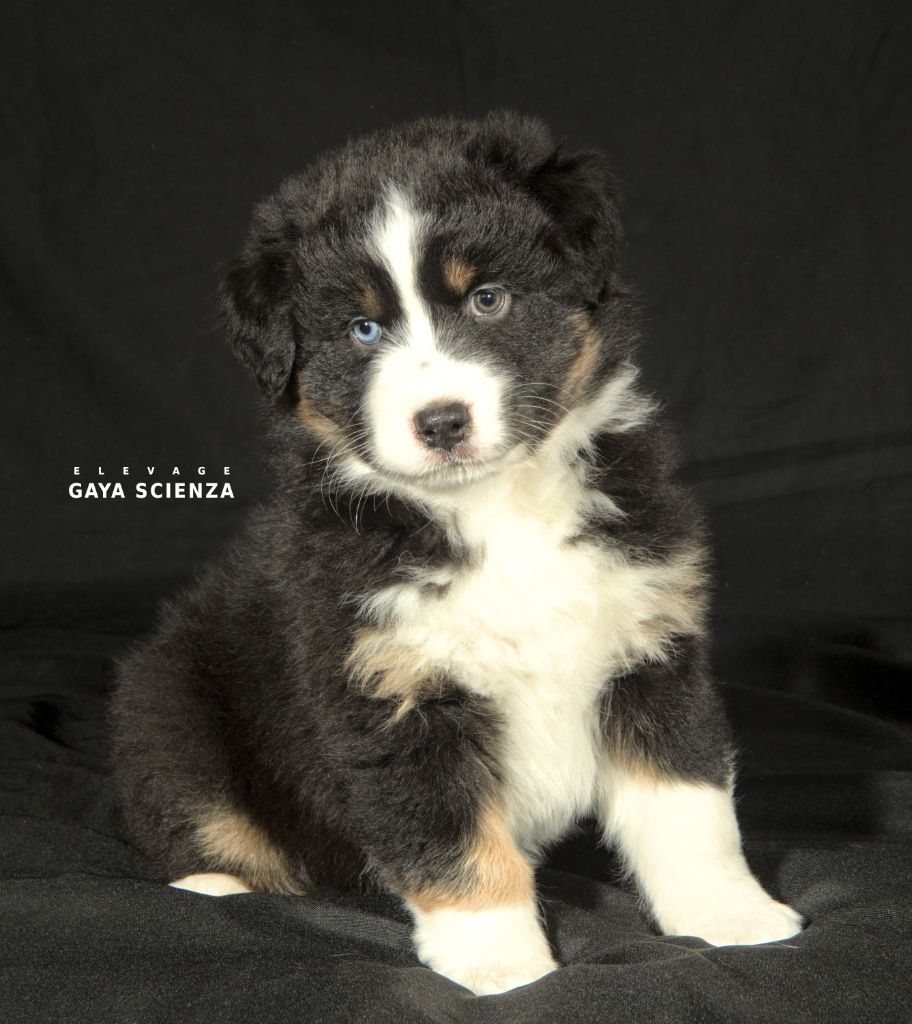 des monts de la gaya scienza - Chiots disponibles - Berger Australien