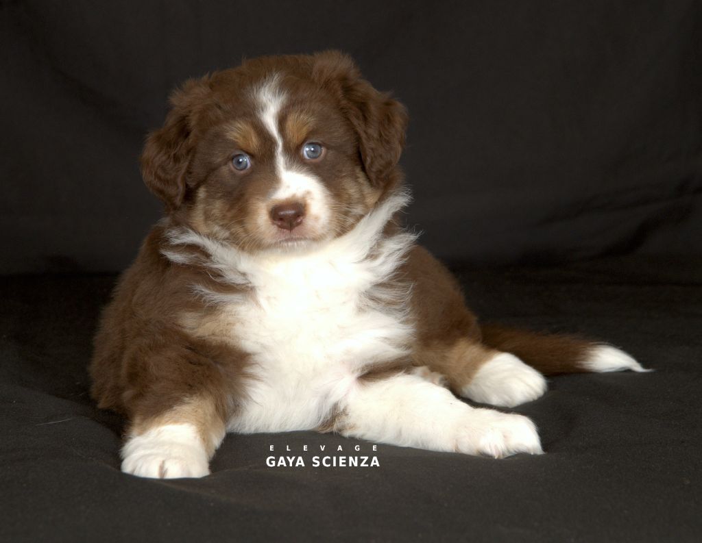 des monts de la gaya scienza - Chiots disponibles - Berger Australien